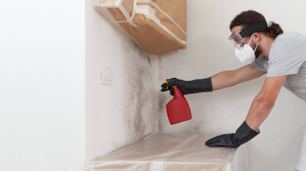 Professional Basement Mold Removal technician working in Fallentimber, PA